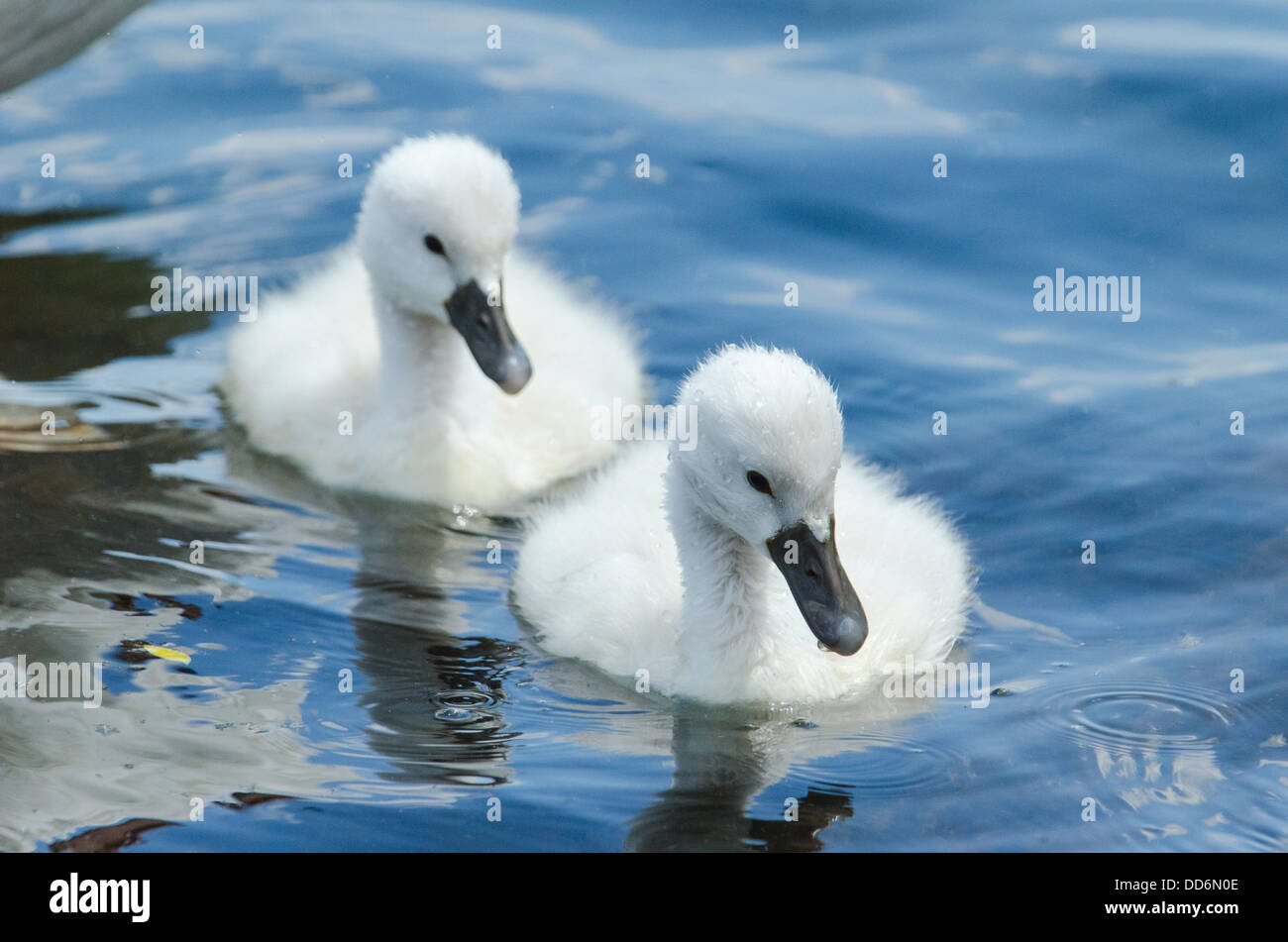 Mute Swan Cygnets Cygnus Olor schwimmen in Süßwasser. Stockfoto