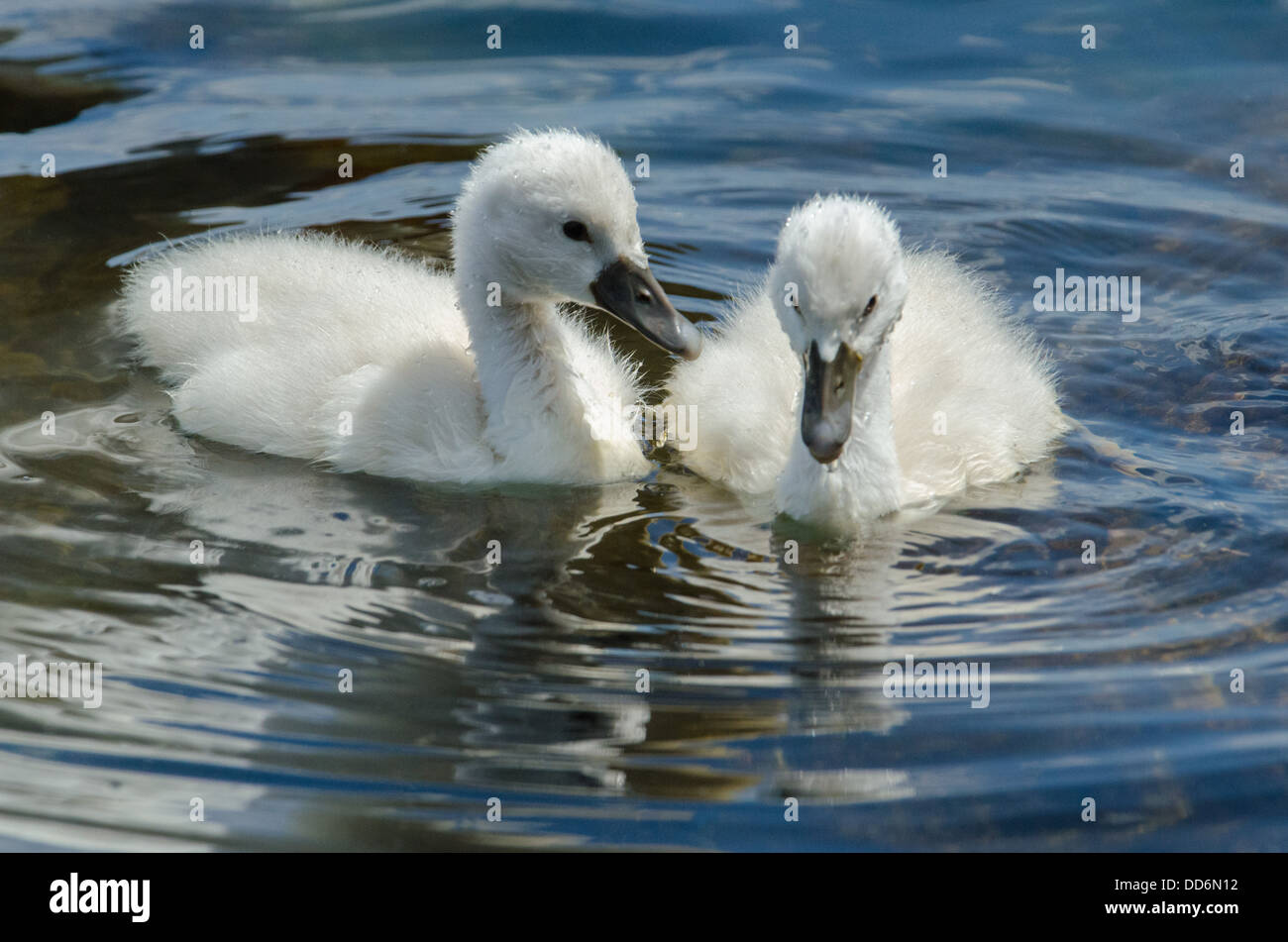 Mute Swan Cygnets Cygnus Olor schwimmen in Süßwasser. Stockfoto