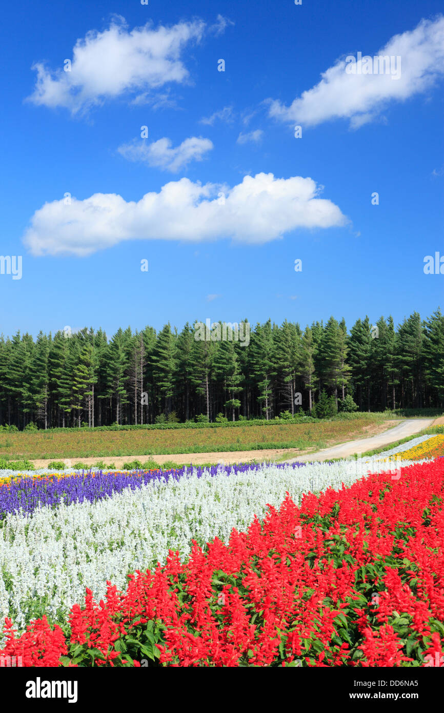 Blumengarten in Furano, Hokkaido Stockfoto