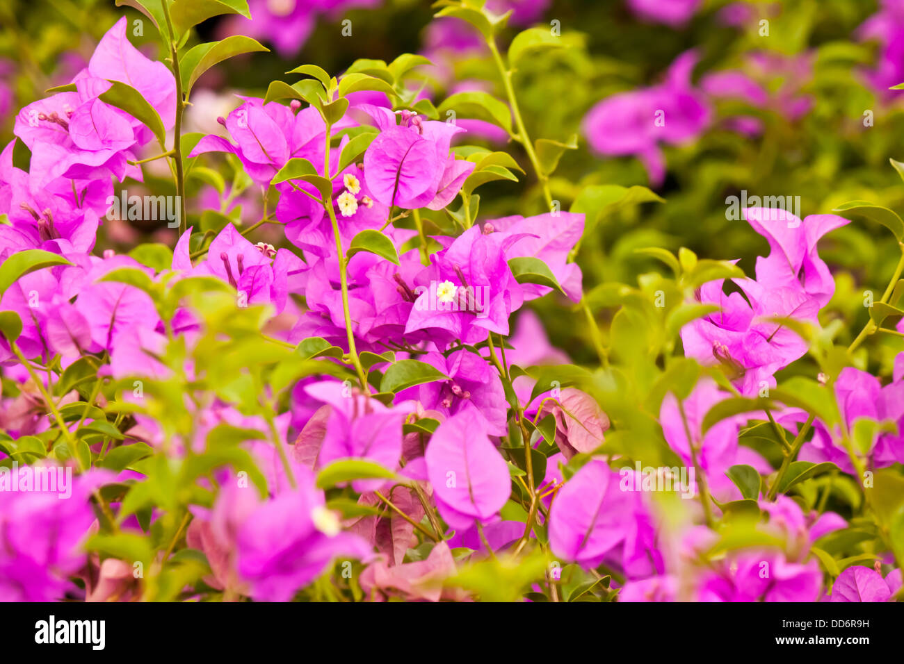 Bougainvillea-Blume im Garten Stockfoto