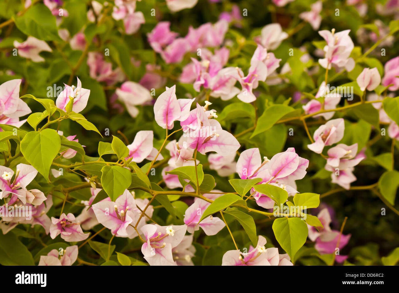 Bougainvillea-Blume im Garten Stockfoto