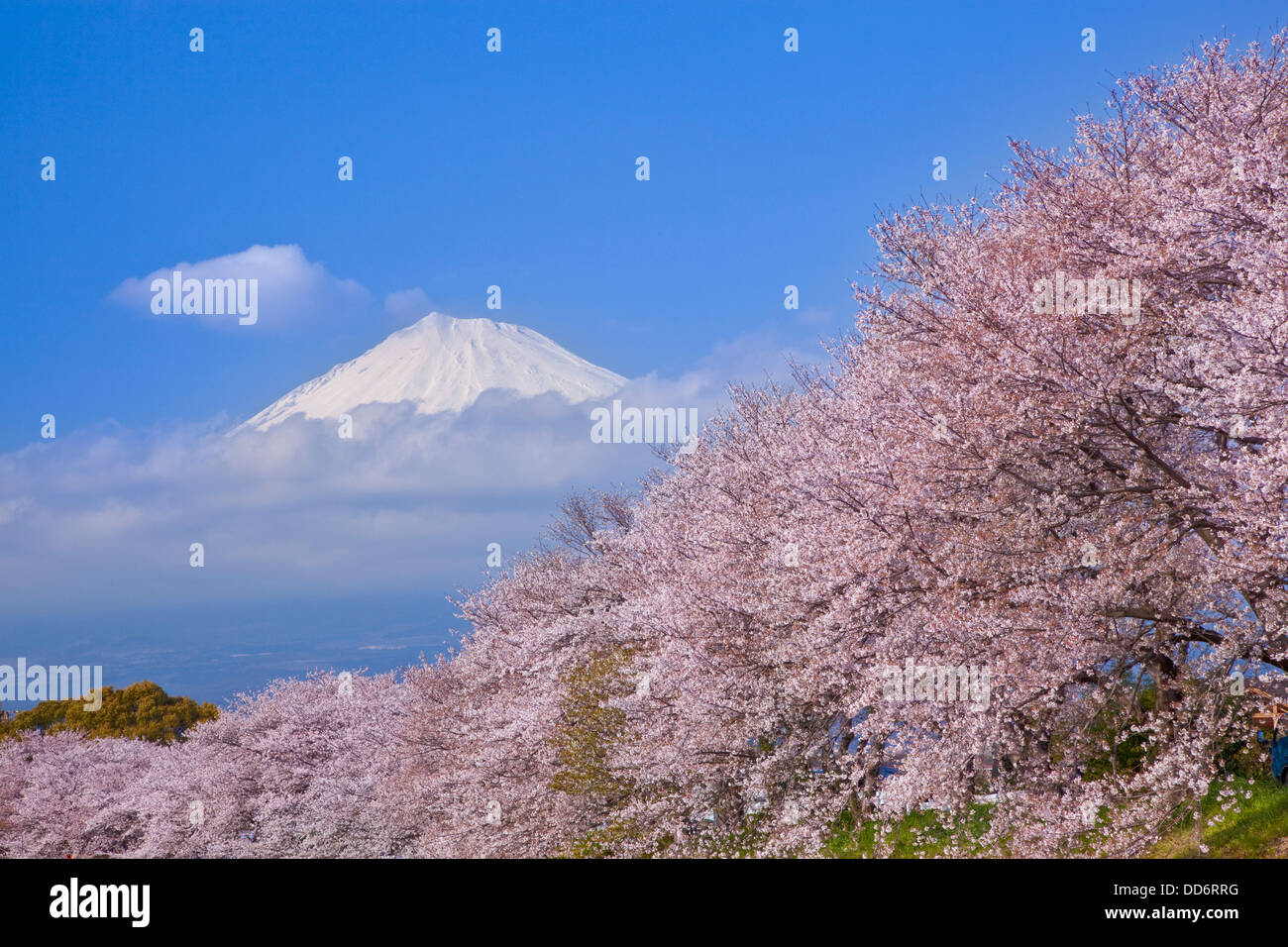 Fuji und Kirschblüten, Präfektur Shizuoka Stockfoto