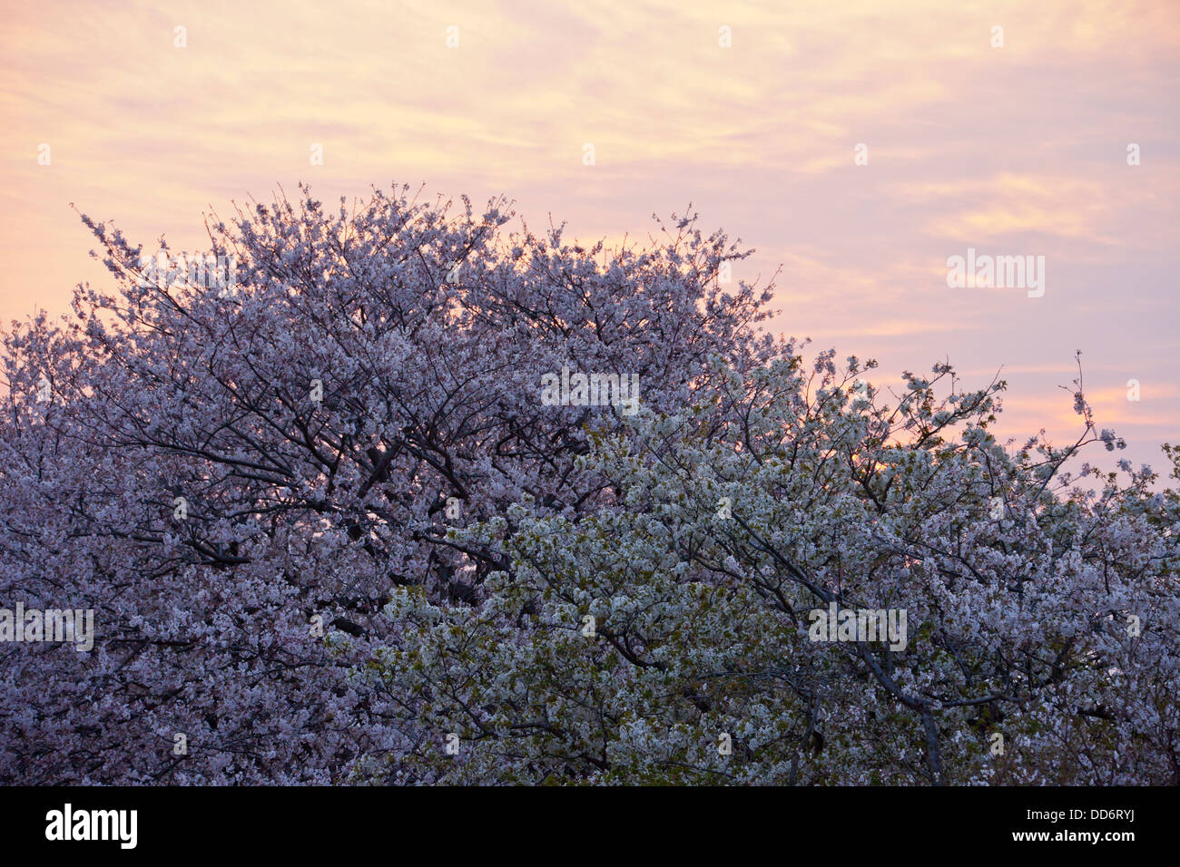 Kirschblüten und Morgenhimmel Stockfoto