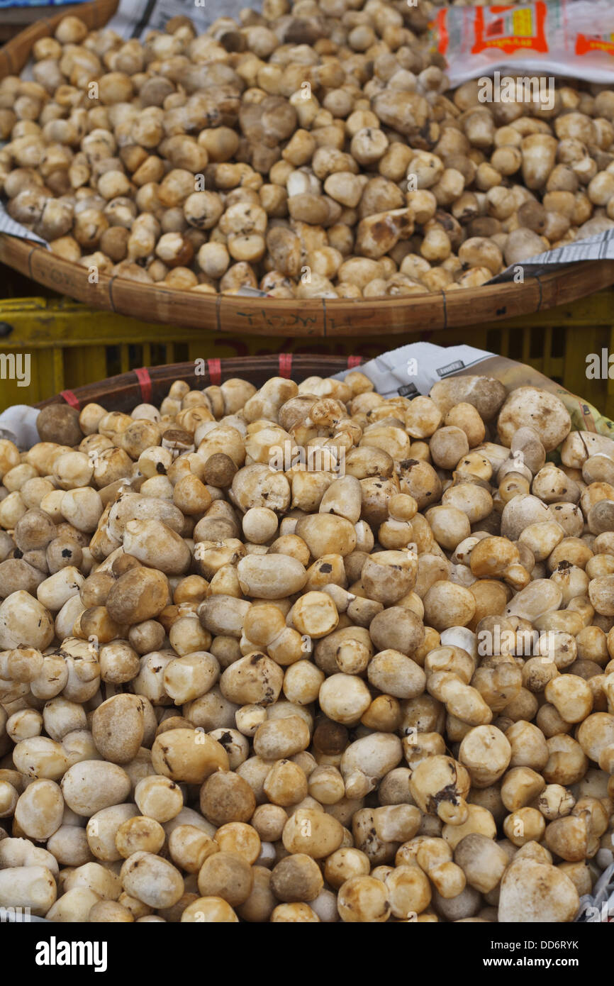 Volvariella Pilze verkaufen in Thailand zu vermarkten. Stockfoto