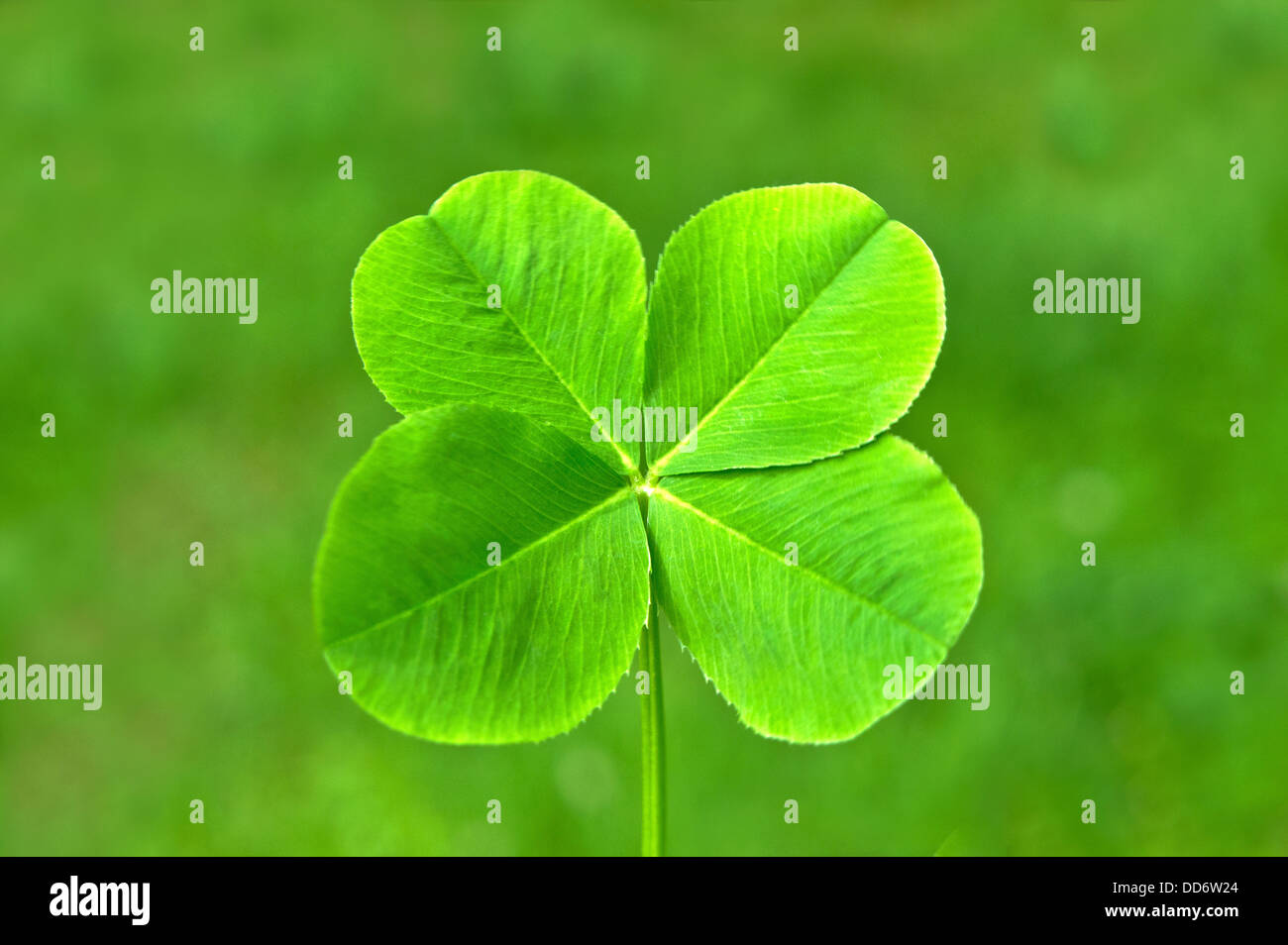 Vierblättriges Kleeblatt Stockfoto