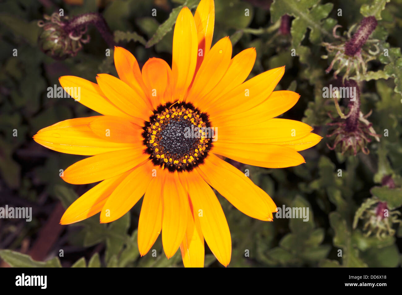 Nahaufnahme des Trailing Arctotis Blume - Arctotis Stoechadifolia - Familie Asterceae Stockfoto