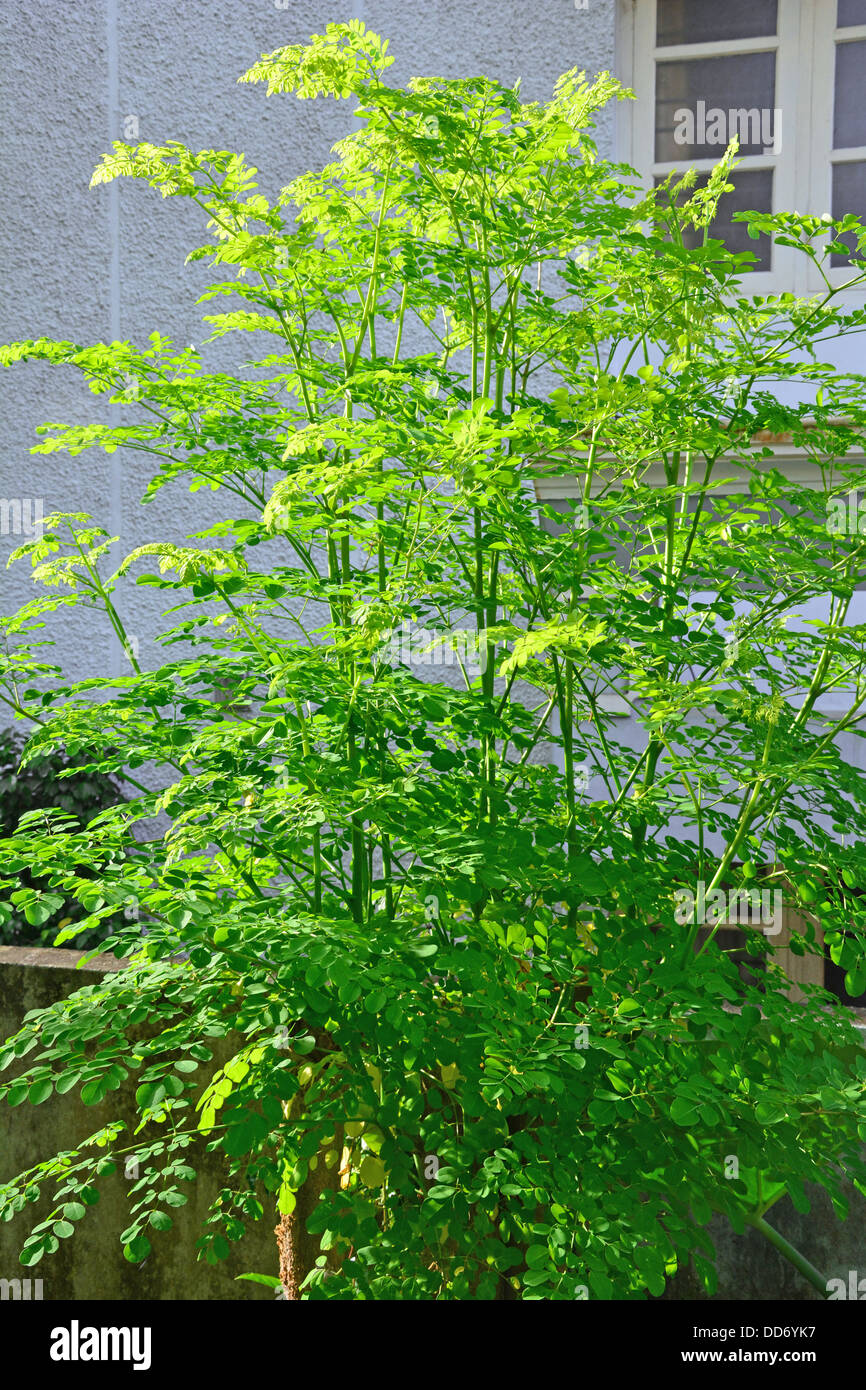 Moringa - entstehen neue Äste aus das abgeschnittene Ende eines alten Baumes Stockfoto