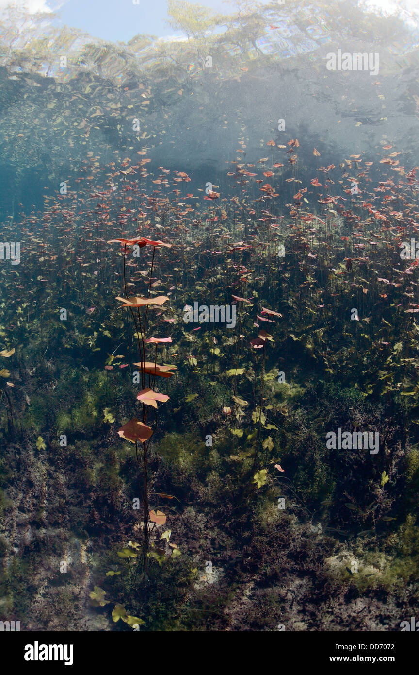 Seerosen am Eingang zum Car Wash Cenote in Mexiko mit Spiegelungen an der Wasseroberfläche. Stockfoto