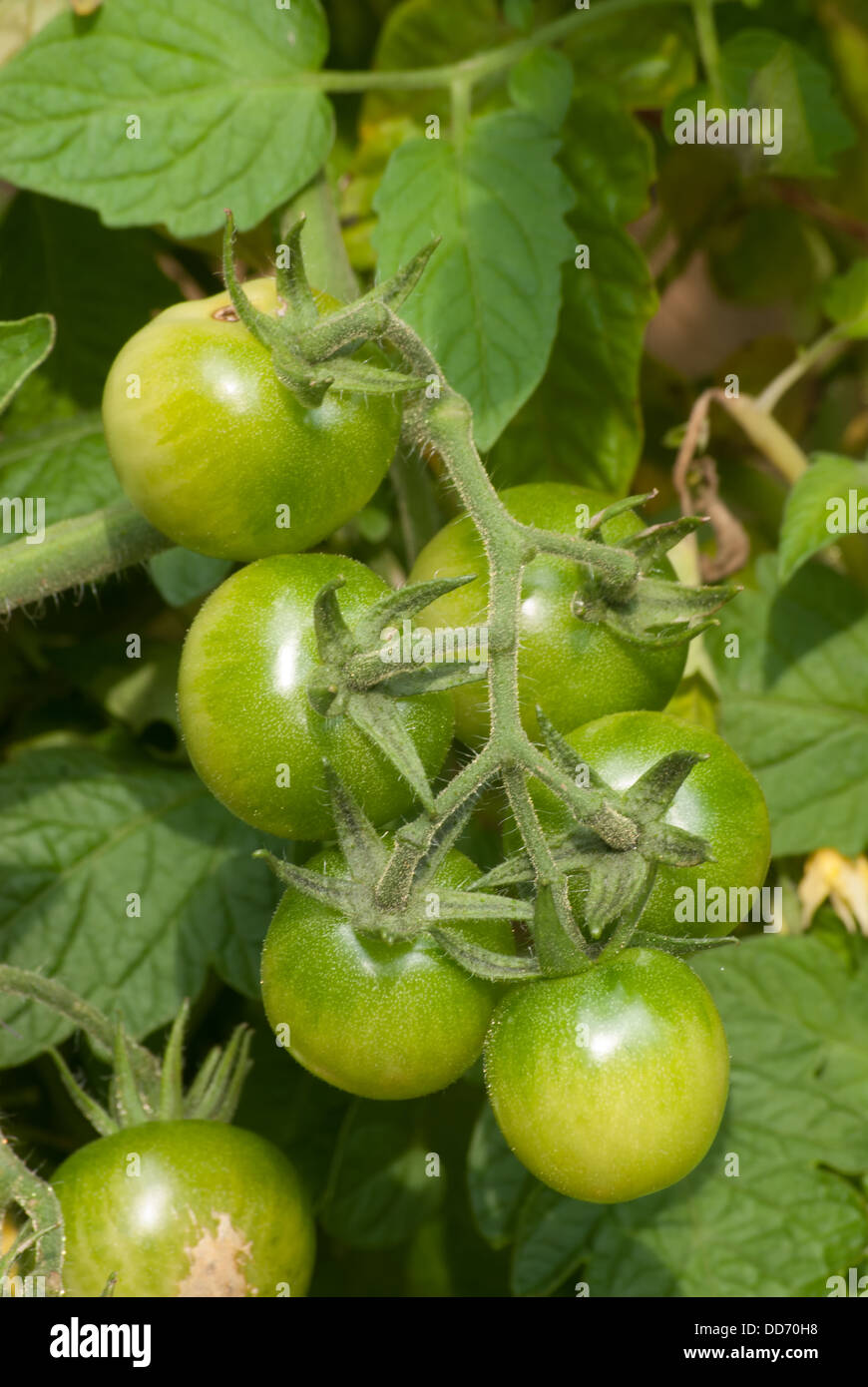 grüne Tomaten, Stockfoto