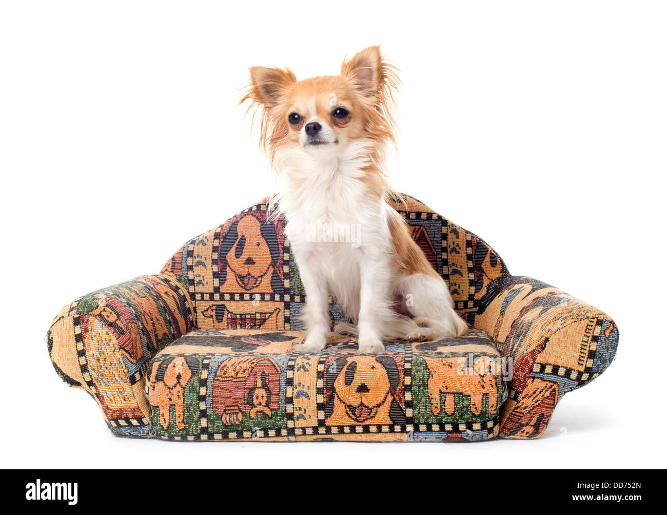 niedliche Chihuahua auf dem Sofa vor weißem Hintergrund Stockfoto
