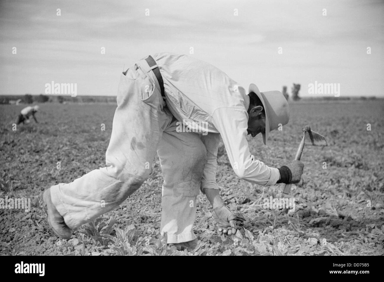 Energetische Arbeitskraft hacken Zuckerrüben in Montana. Juni 1939. Foto von Arthur Rothstein. (BSLOC 2013 6 88) Stockfoto