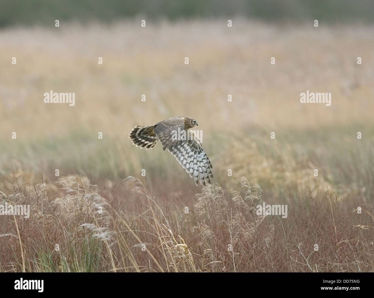 Weibliche Kornweihe Circus cyaneus im Flug über Reed Bett im Dezember Stockfoto