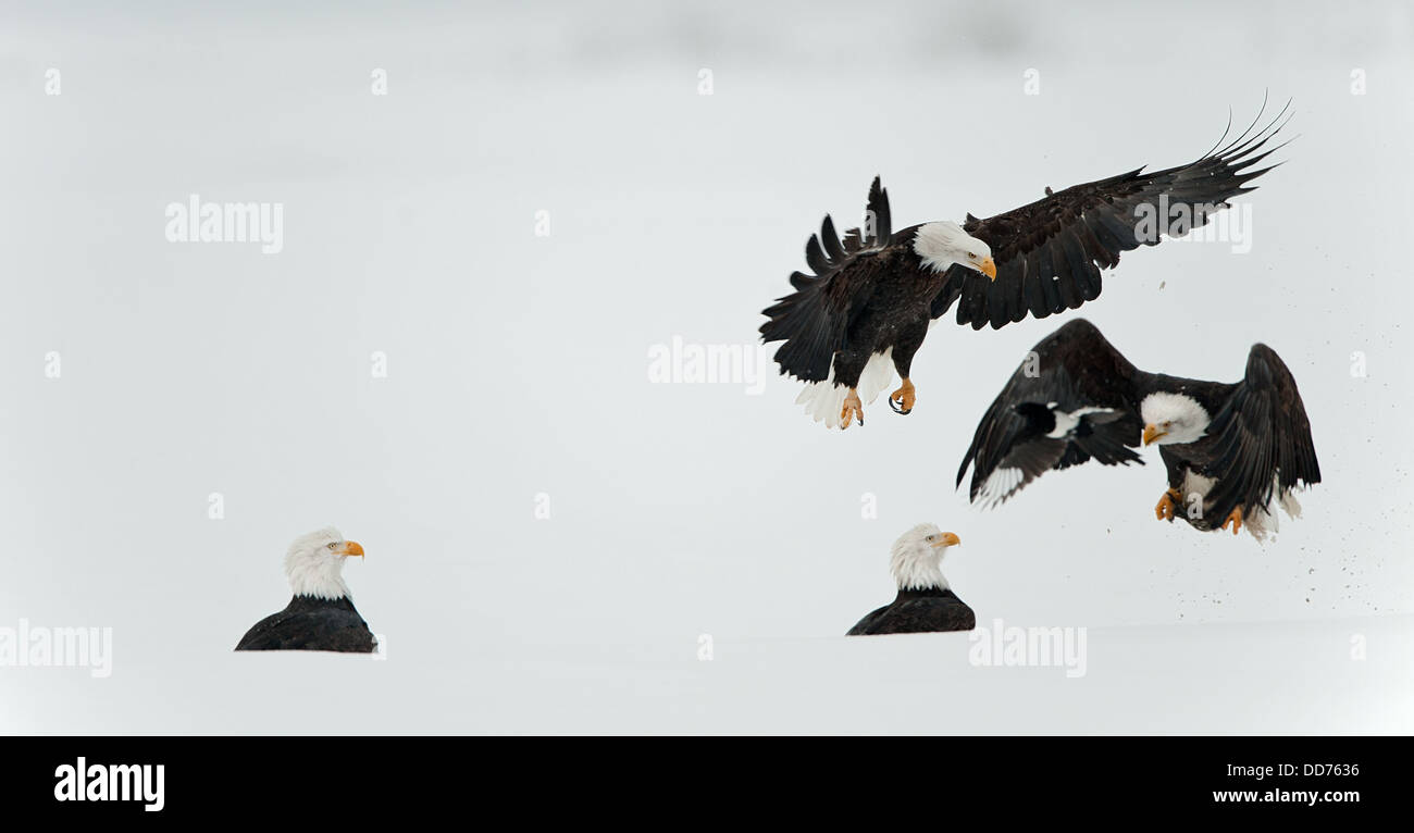 Bekämpfung der Weißkopf-Seeadler (Haliaeetus Leucocephalus) Stockfoto