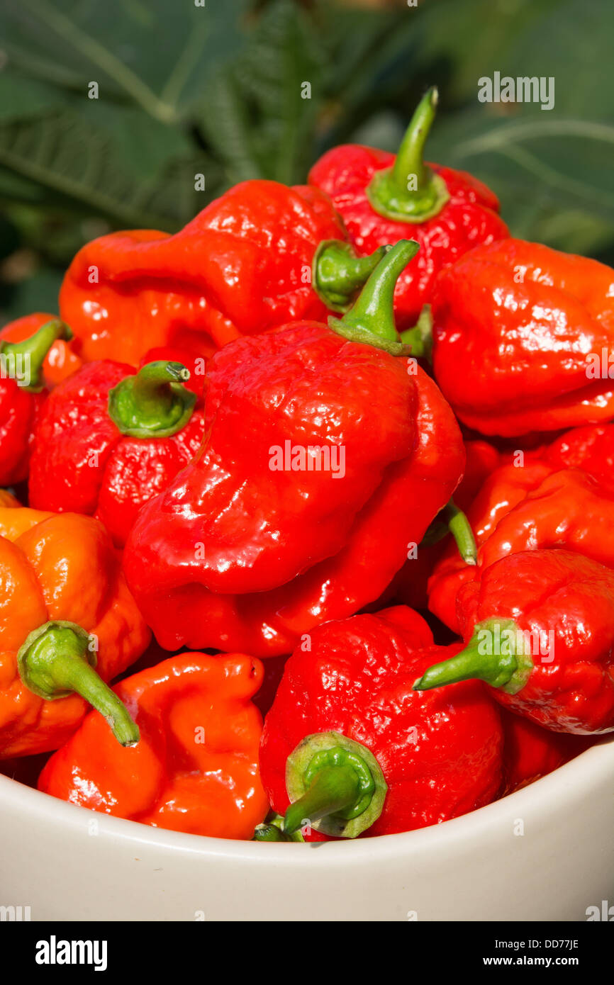 Eine Schüssel mit extrem heißen spanischen Naga Chilis (Capsicum Chinense). Stockfoto