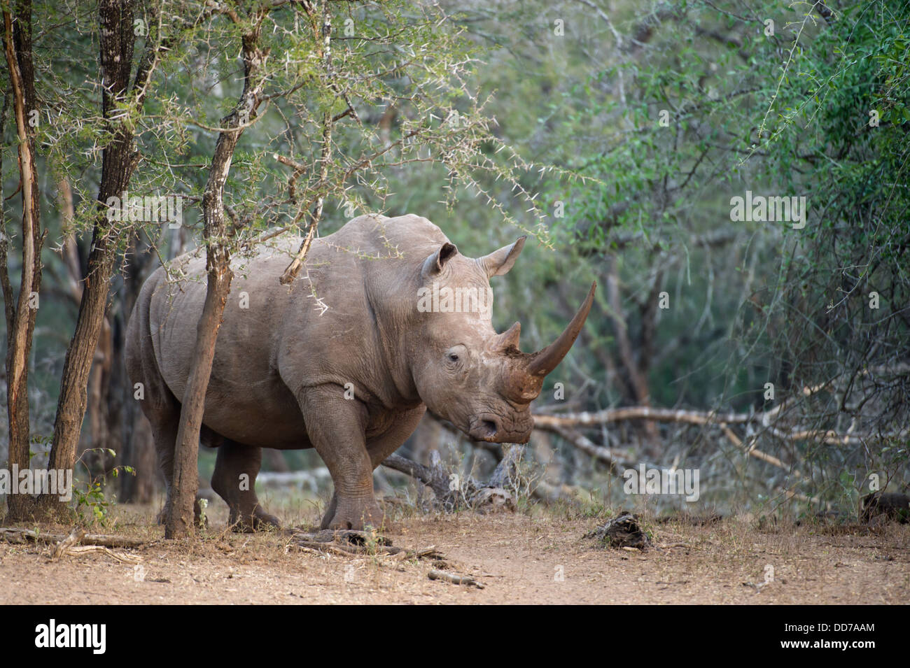 Weißer Rhinoceros (Ceratotherium Simum), Mkhuze Wildreservat, iSimangaliso Wetland Park, Südafrika Stockfoto