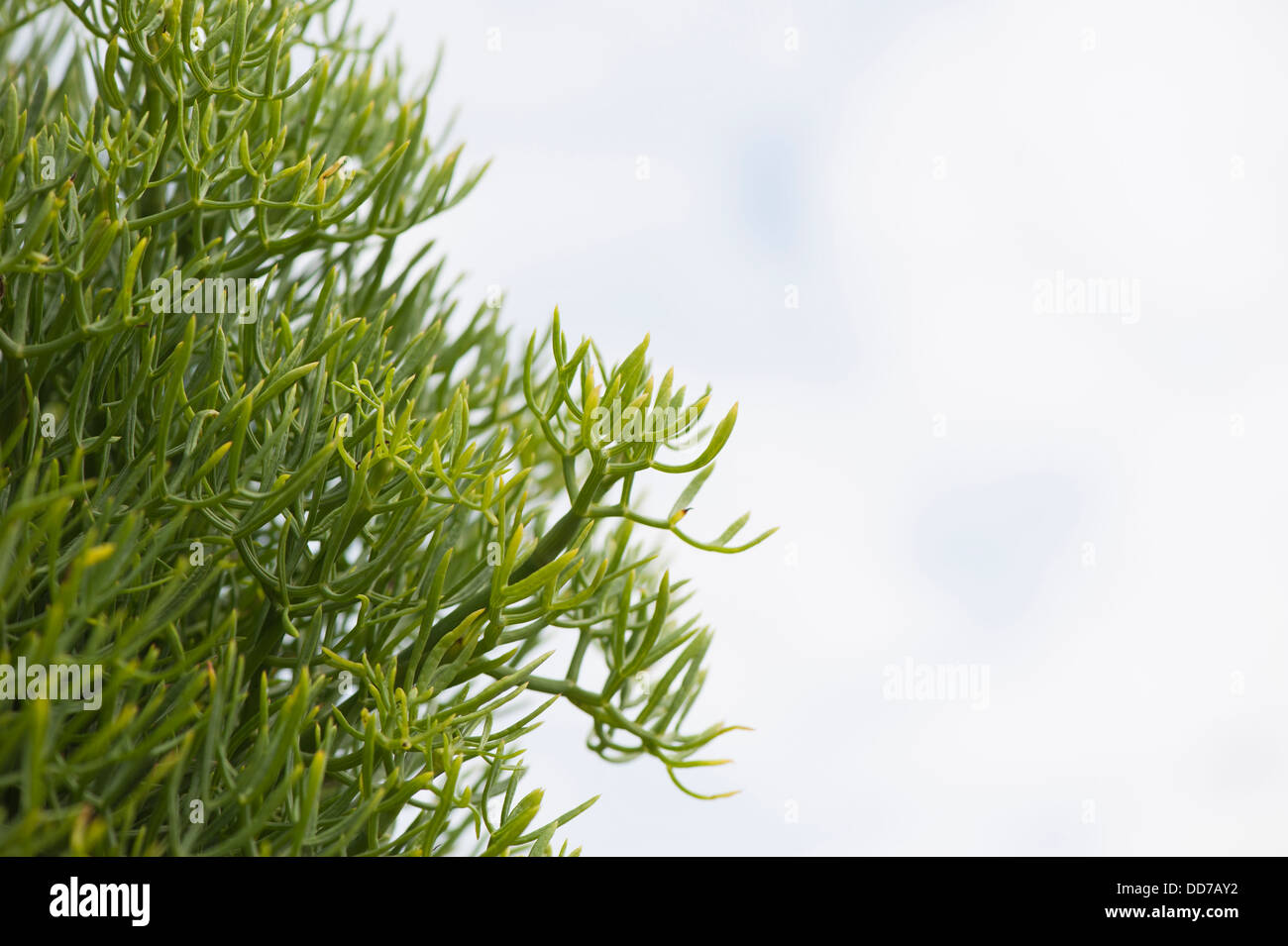 Meerfenchel oder Meeresfenchel, Crithmum maritimum Stockfoto