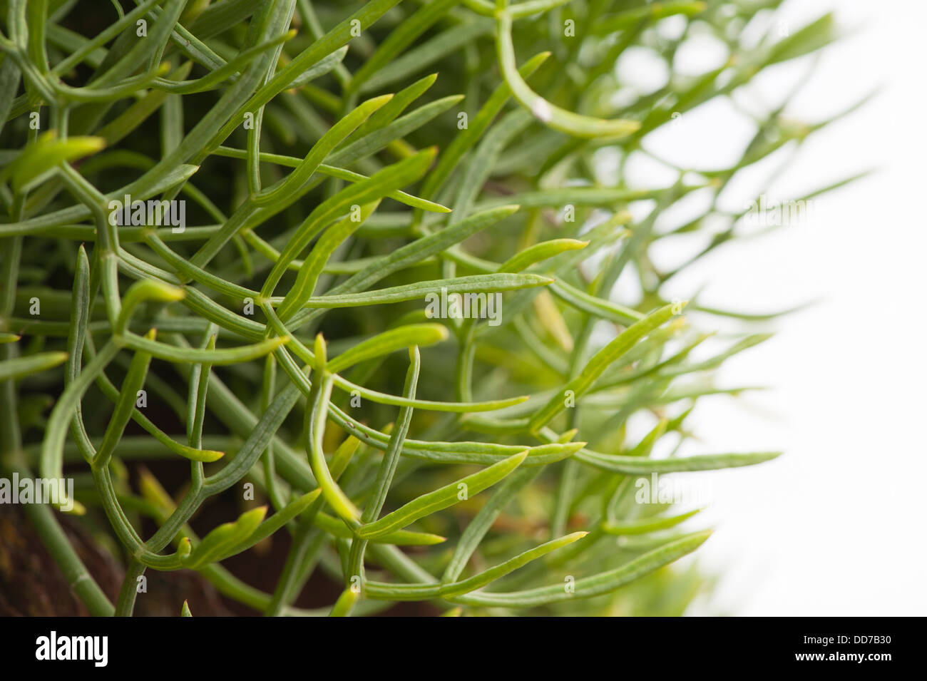 Meerfenchel oder Meeresfenchel, Crithmum maritimum Stockfoto