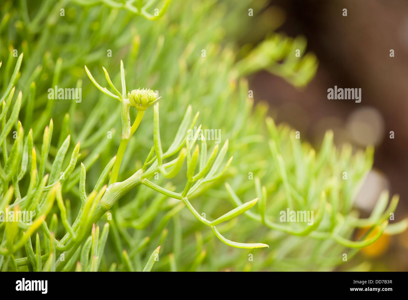 Meerfenchel oder Meeresfenchel, Crithmum maritimum Stockfoto