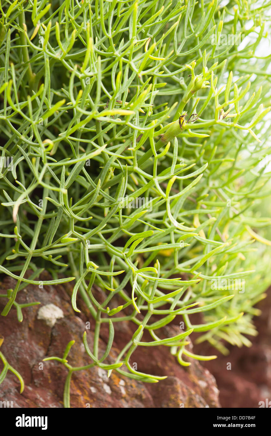 Meerfenchel oder Meeresfenchel, Crithmum maritimum Stockfoto