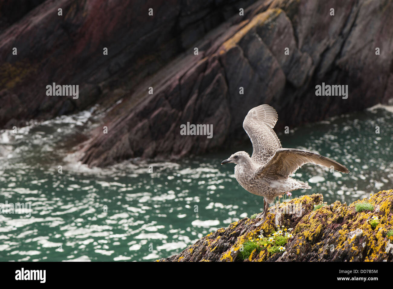 Küken der Silbermöwe, Larus Argentatus, Skokholm, South Pembrokeshire, Wales, Vereinigtes Königreich Stockfoto