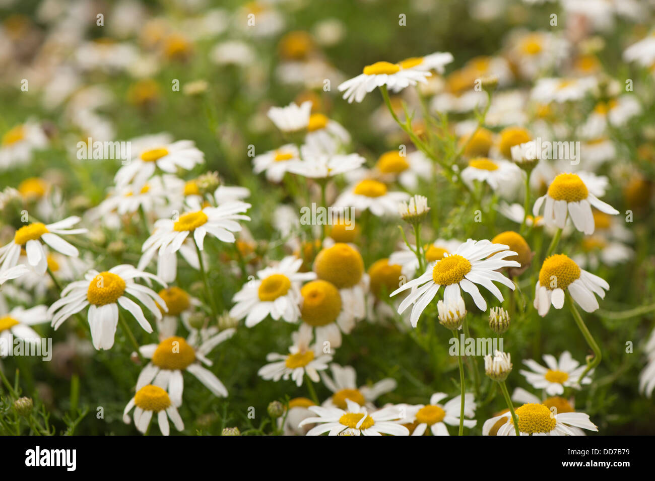 Meer Mayweed, Tripleurospermum Maritumum in Blüte Stockfoto