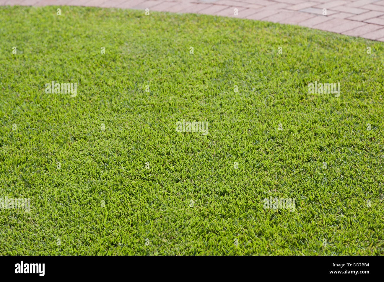 Grüne Rasenfläche mit Backstein-Grenze Stockfoto