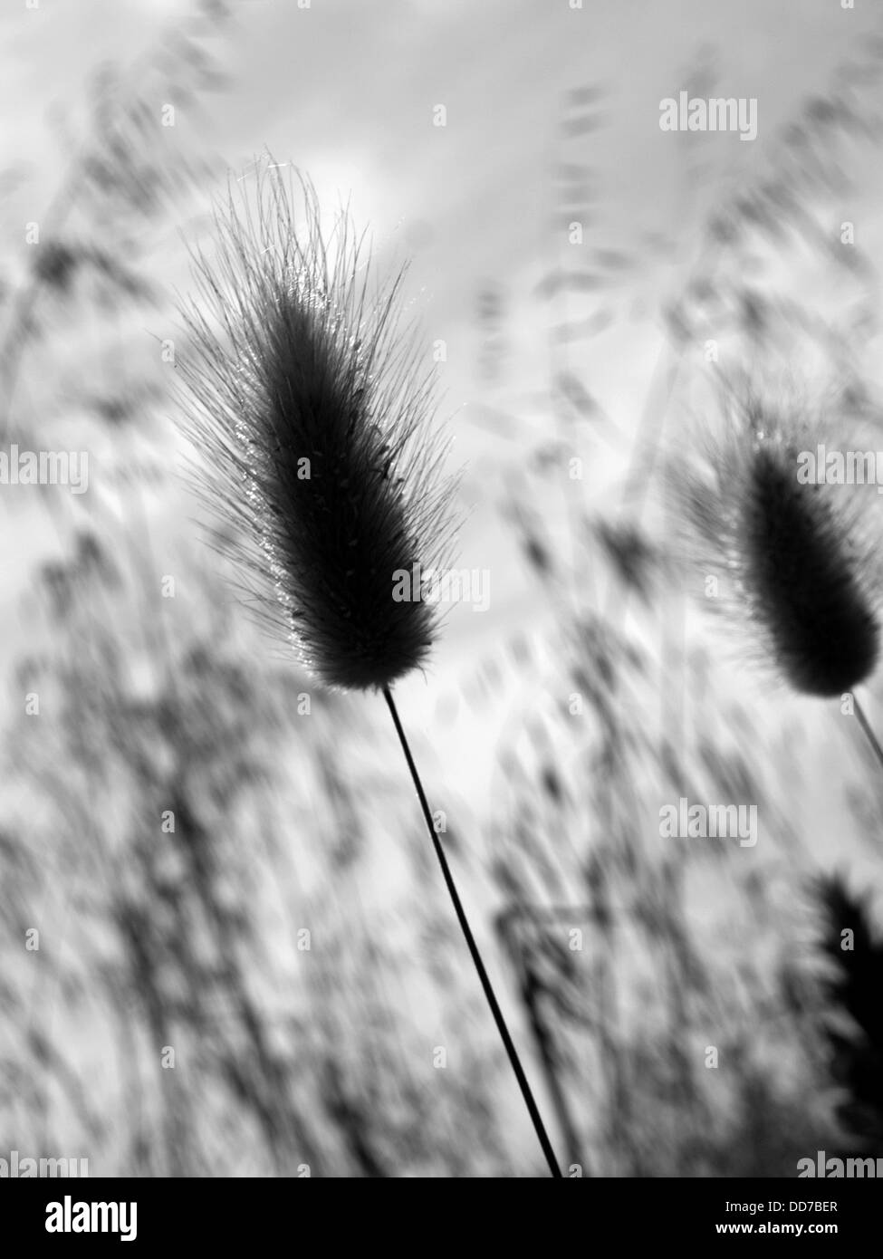 Lagurus Ovatus - Harestail Grass Stockfoto