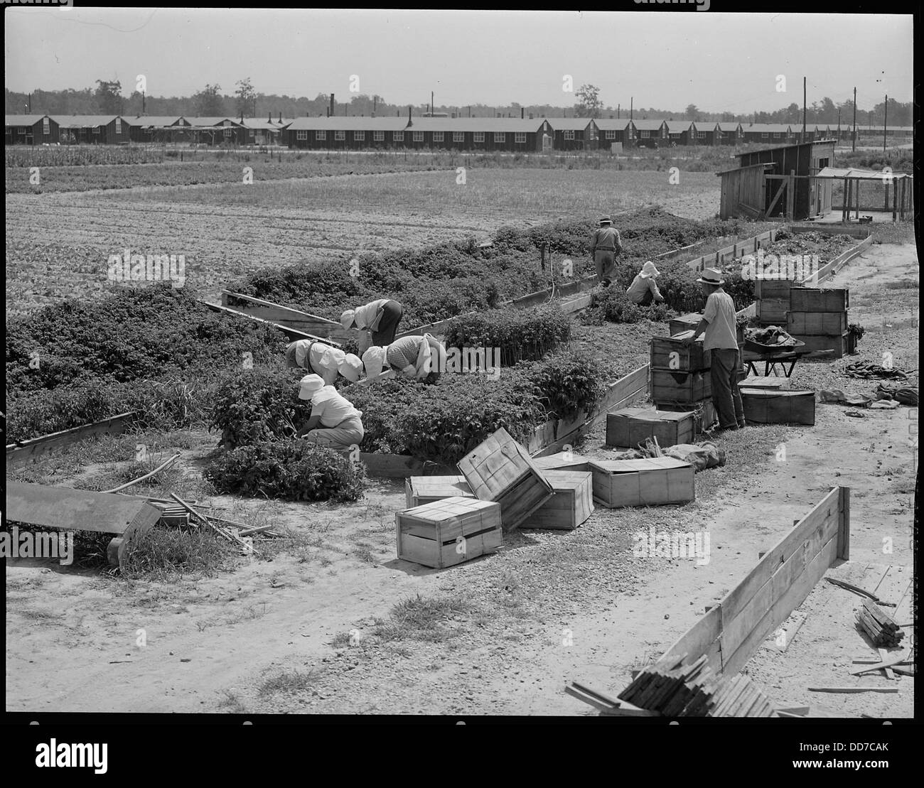 Als das Jerome Relocation Center in Denson, Arkansas, geschlossen wird, retten Bewohner des Rohwer-Lagers die Tomatenpflanzen und markieren damit das Ende ihrer Internierung. Stockfoto