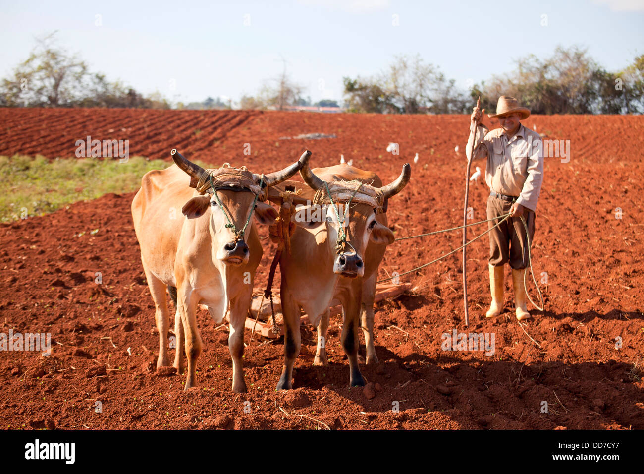 Landwirt mit seinem traditionellen Ochsen gezogenen Pflug in Vinales Tal, Vinales, Pinar Del Rio, Kuba, Karibik Stockfoto