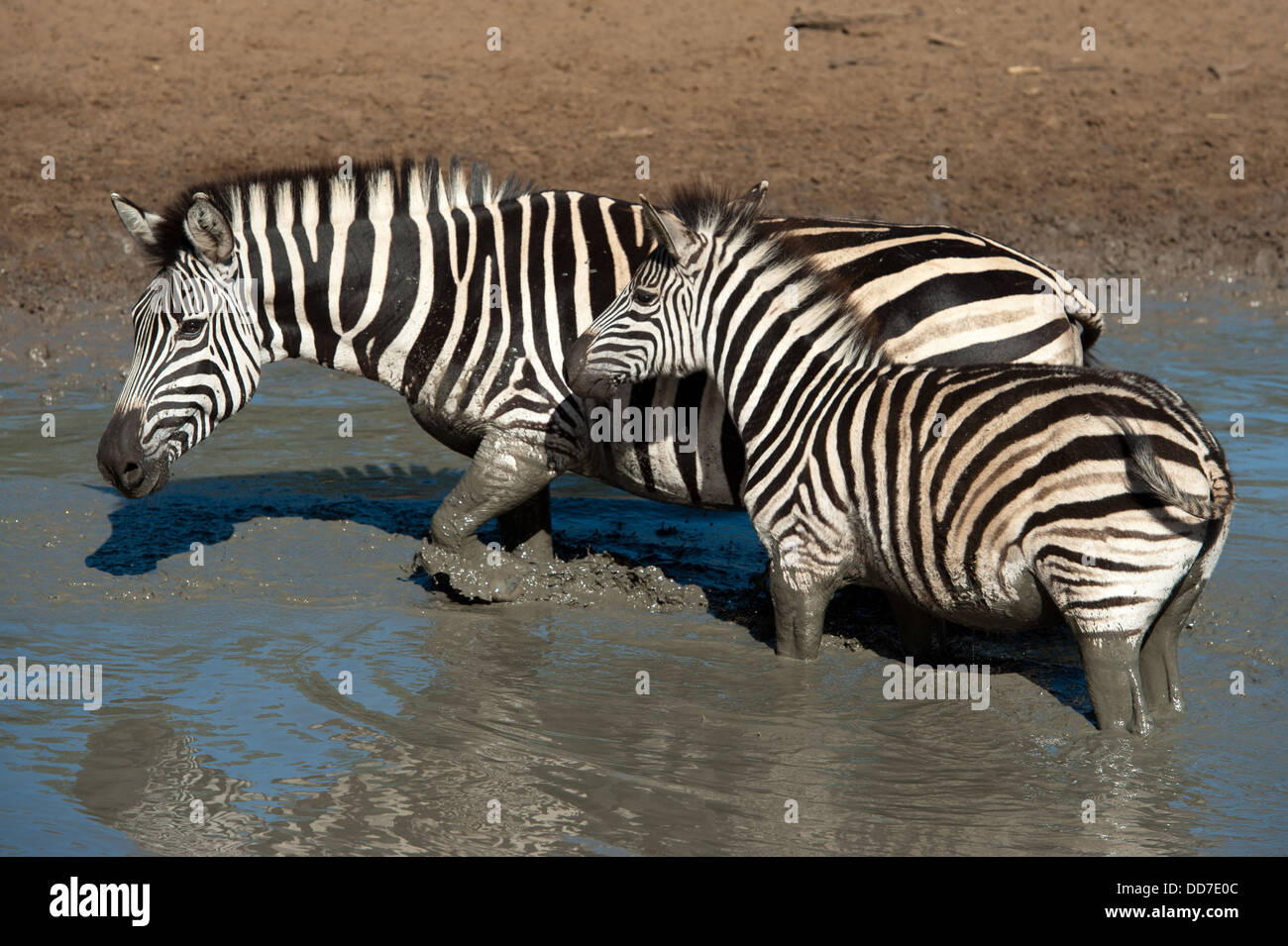 Burchell Zebra trinken (Equus Burchellii), Mkhuze Wildreservat, iSimangaliso Wetland Park, Südafrika Stockfoto