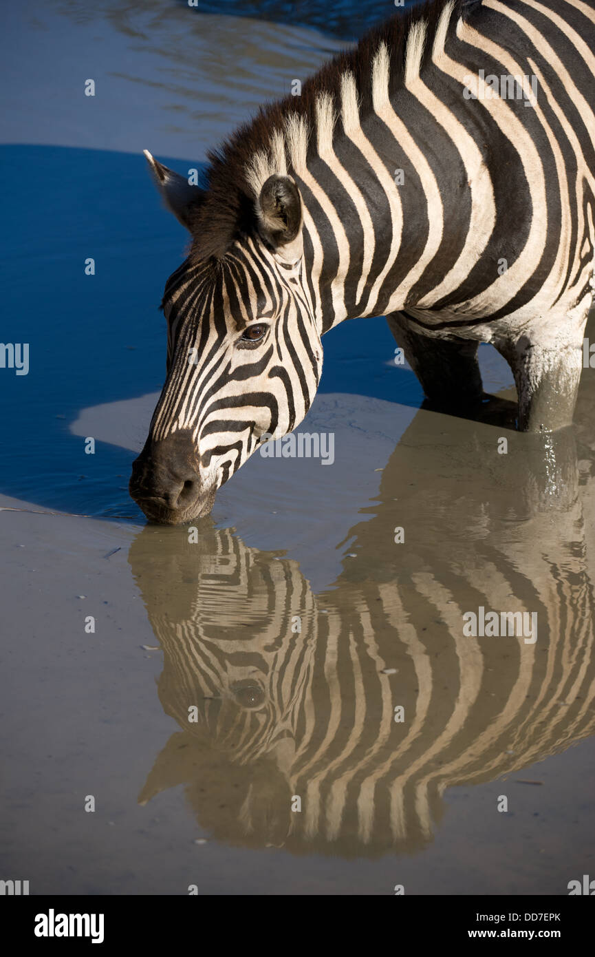 Burchell Zebra trinken (Equus Burchellii), Mkhuze Wildreservat, iSimangaliso Wetland Park, Südafrika Stockfoto