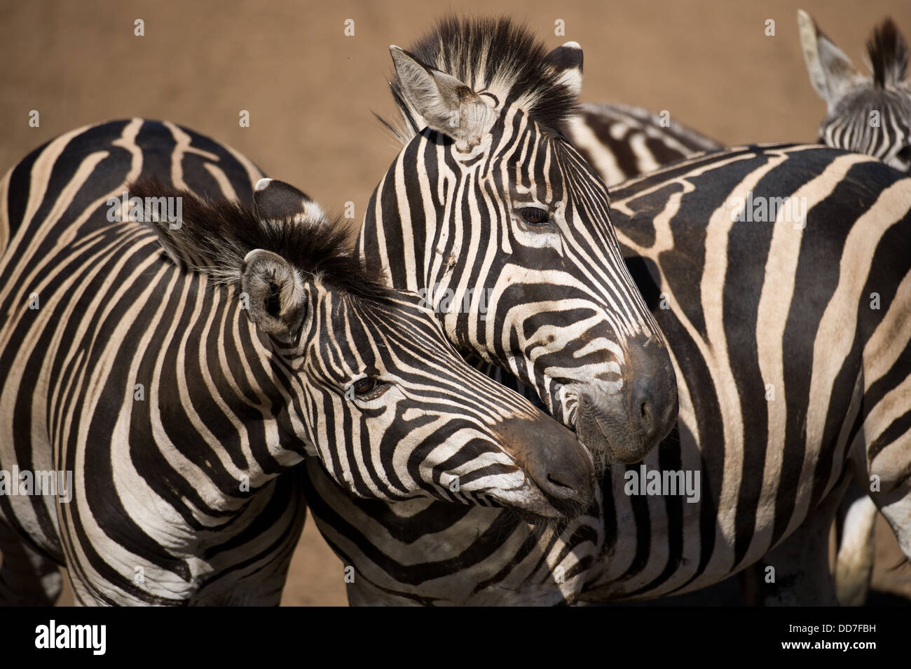 Burchell Zebra Interaktion (Equus Burchellii), Mkhuze Wildreservat, iSimangaliso Wetland Park, Südafrika Stockfoto