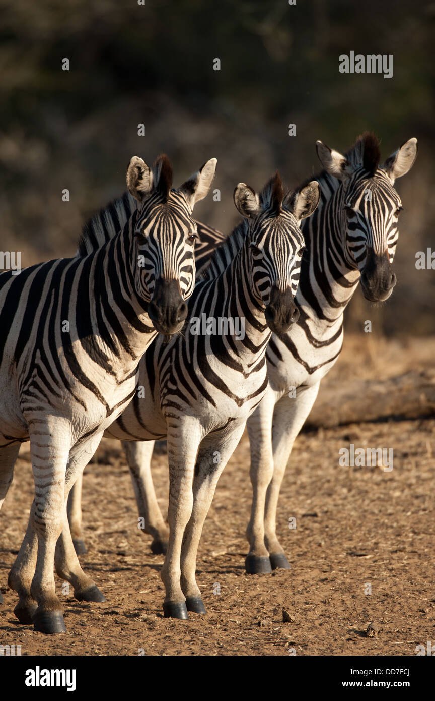 Burchell Zebra (Equus Burchellii), Mkhuze Wildreservat, iSimangaliso Wetland Park, Südafrika Stockfoto