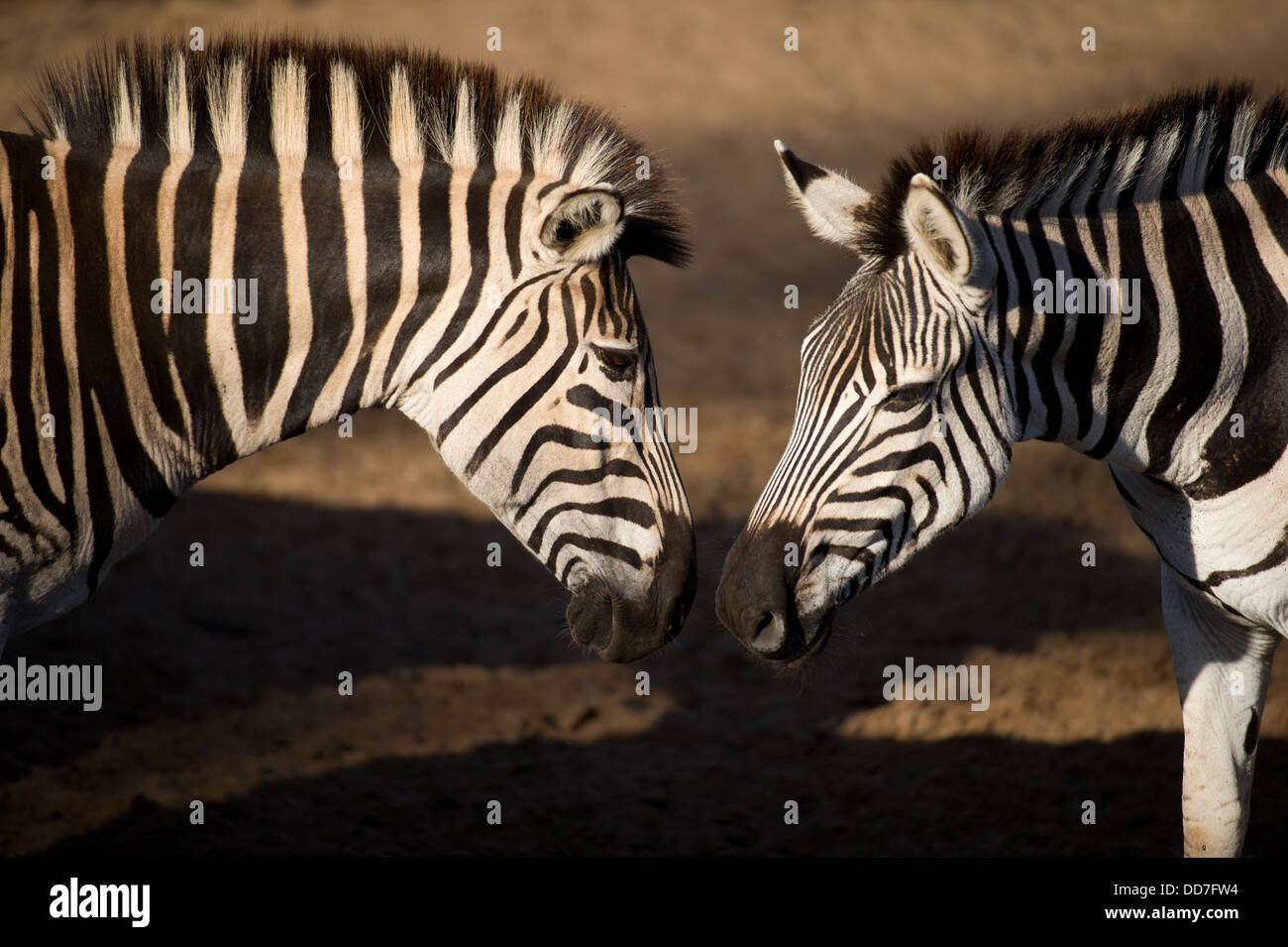Burchell Zebra Interaktion (Equus Burchellii), Mkhuze Wildreservat, iSimangaliso Wetland Park, Südafrika Stockfoto