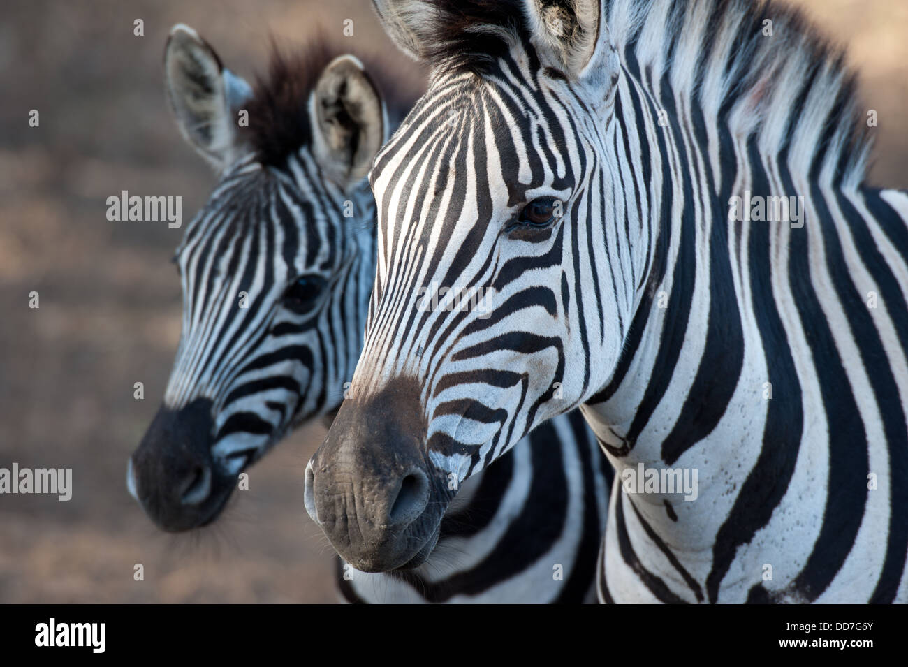Burchell Zebra (Equus Burchellii), Mkhuze Wildreservat, iSimangaliso Wetland Park, Südafrika Stockfoto