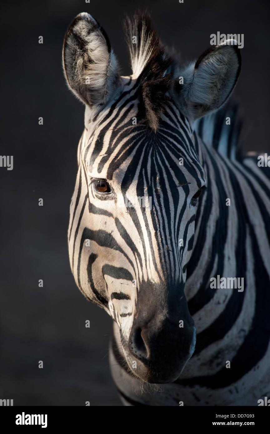 Burchell Zebra Porträt (Equus Burchellii), Mkhuze Wildreservat, iSimangaliso Wetland Park, Südafrika Stockfoto