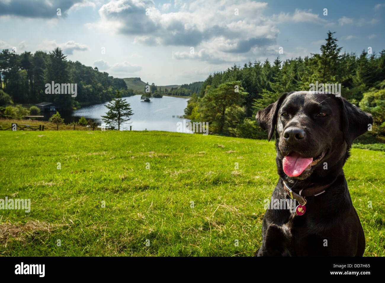 Schwarzer Labrador, genießen Sie einen Spaziergang in einer Szene von Northumberland, UK Stockfoto