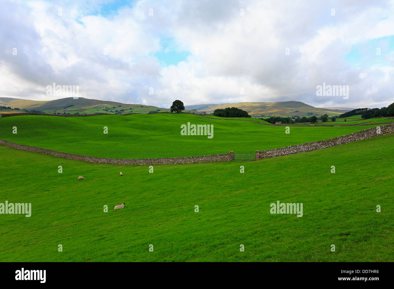 Felder in Richtung Dodd fiel und Widdale fiel in der Nähe von Hawes in Wensleydale, North Yorkshire, Yorkshire Dales National Park, England, UK. Stockfoto