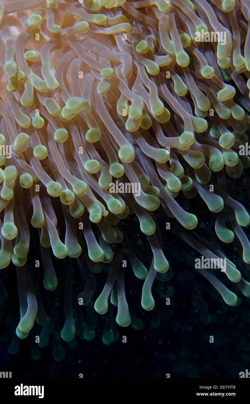 Riesige Anemone Nahaufnahme von Tentakeln, marine Unterwasserwelt Makro Stockfoto