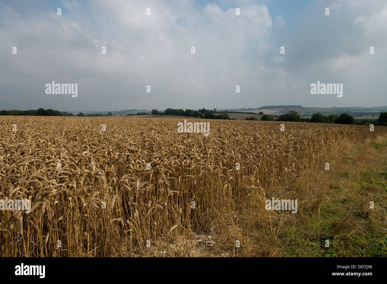 Maizefield in der Nähe von Great Bedwyn mit entfernten Windmühle-1 Stockfoto