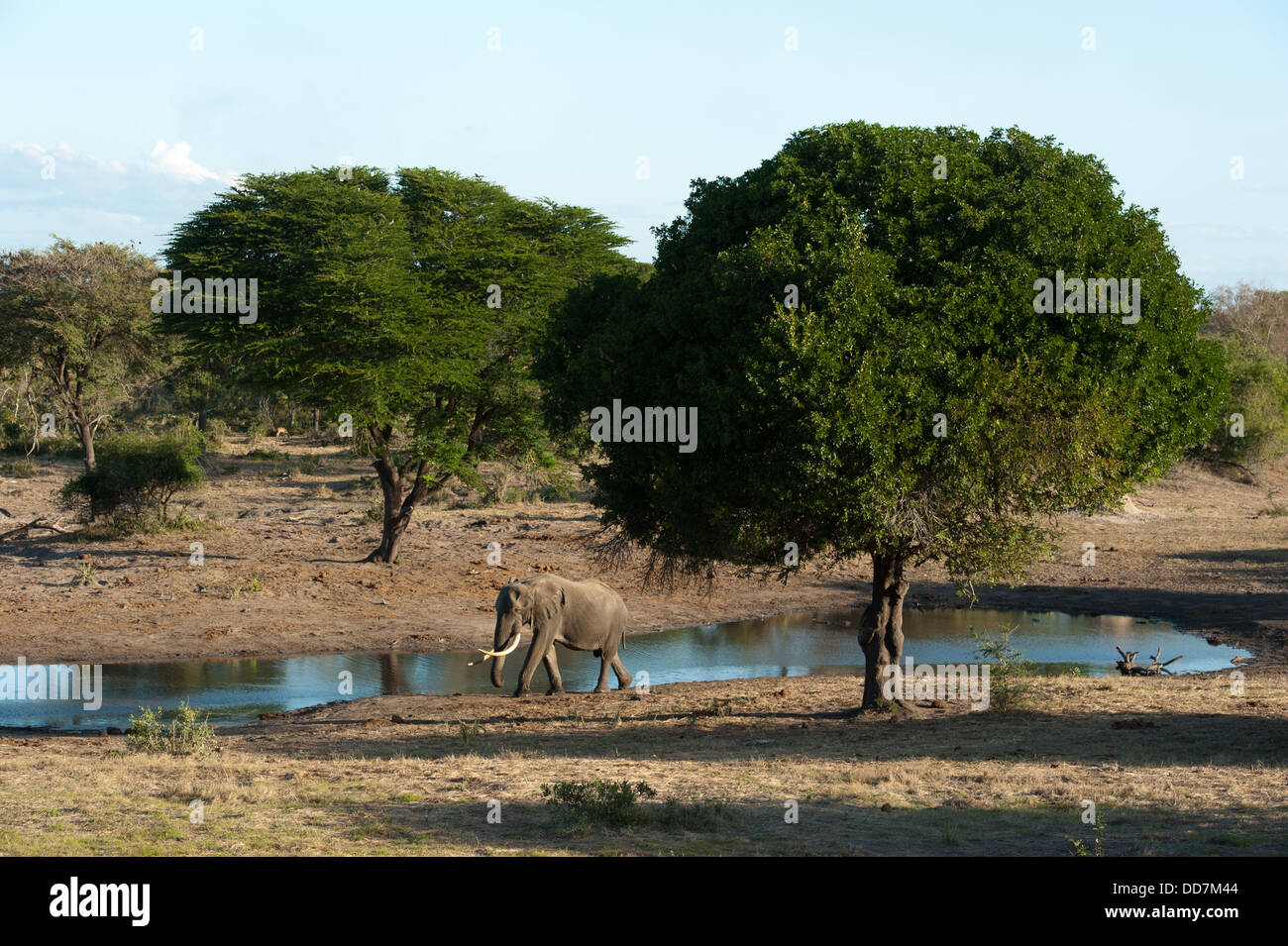Großen Stoßzähnen Bull afrikanischer Elefant (Loxodonta Africana Africana) an einer Wasserstelle, Tembe Elephant Park, Südafrika Stockfoto
