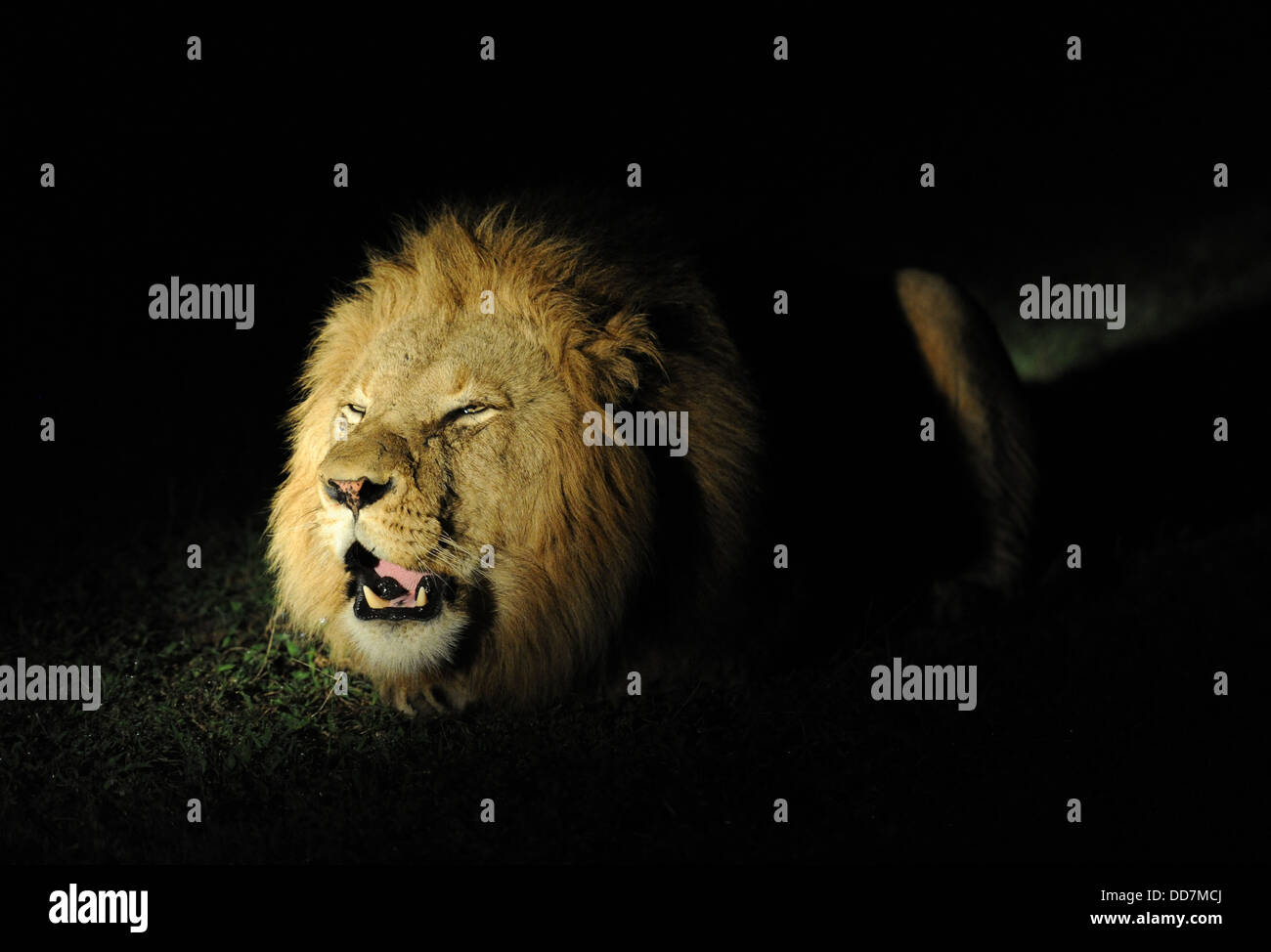 Erwachsene männliche Löwen brüllen in der Nacht Stockfoto
