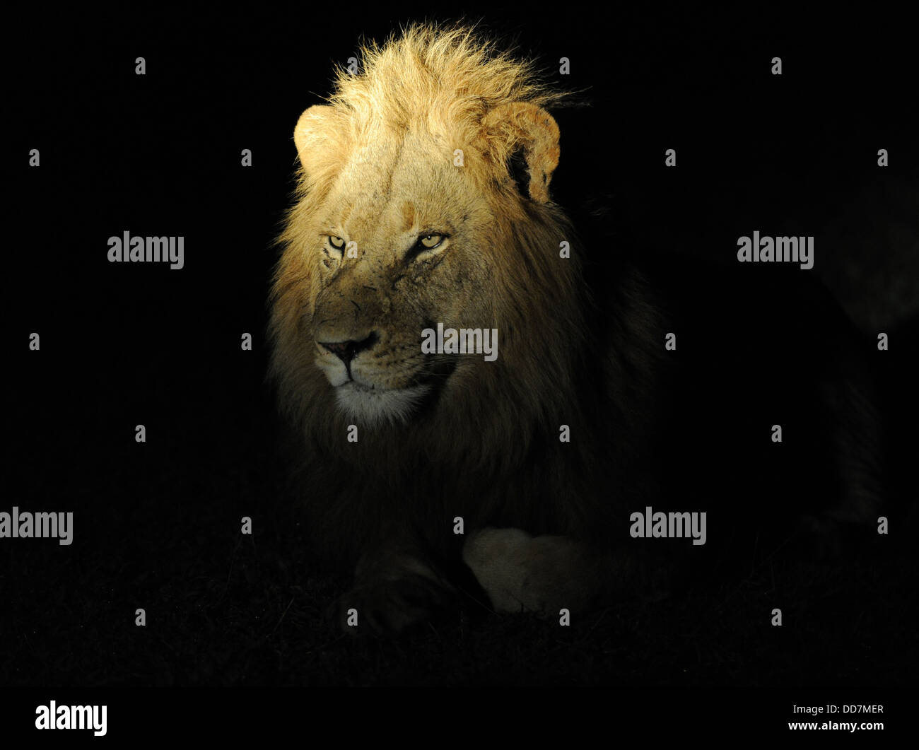 Löwe männlich in der Nacht, Porträt Stockfoto