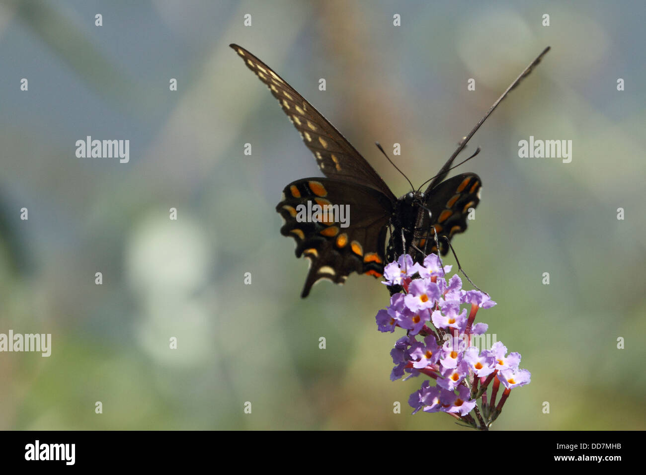 Einen schwarzen Schwalbenschwanz Schmetterling, Papilio Polyxenes, Fütterung auf einen Schmetterlingsstrauch. Richard DeKorte Park, Lyndhurst, New Jersey, USA Stockfoto