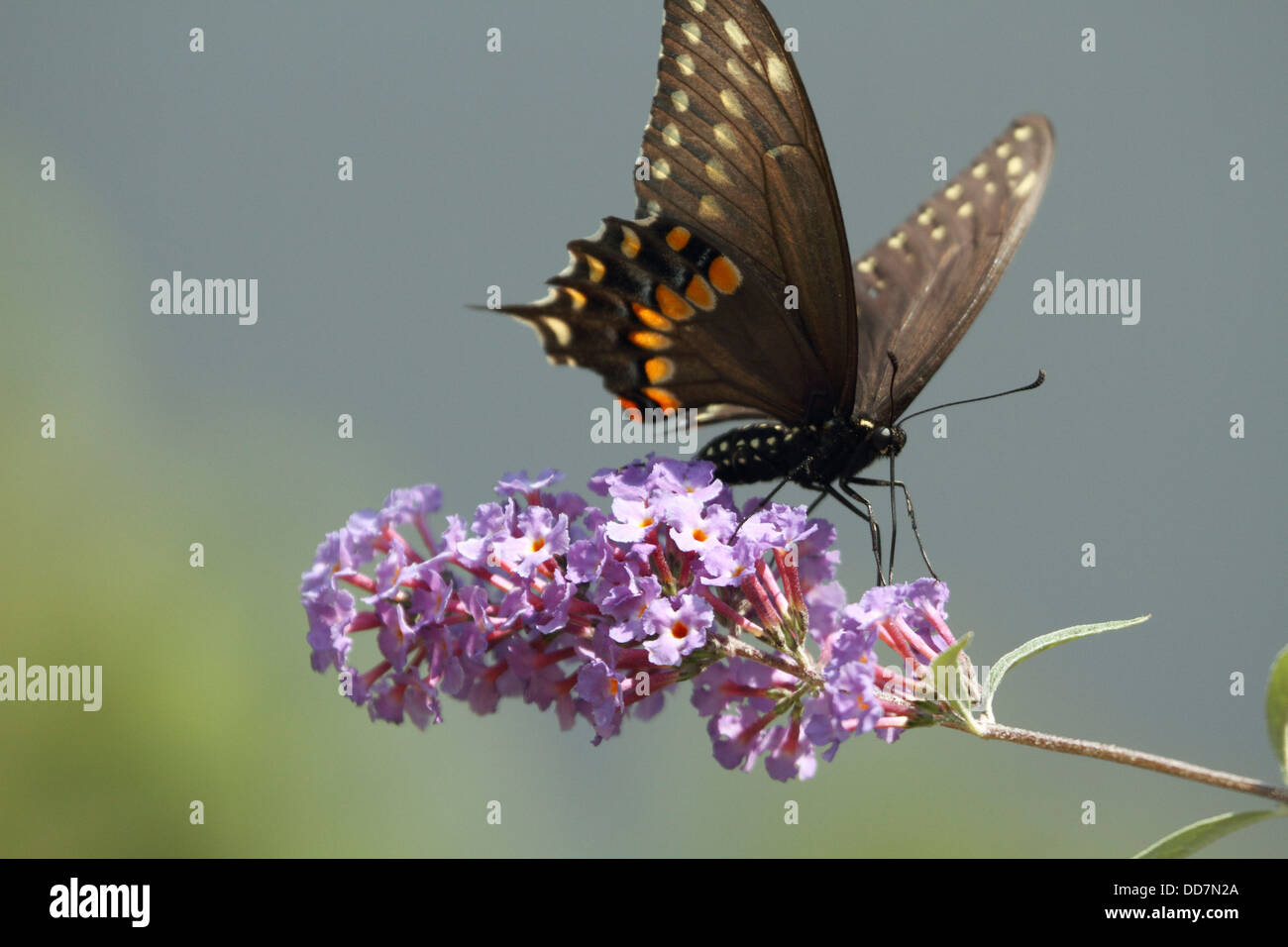 Einen schwarzen Schwalbenschwanz Schmetterling, Papilio Polyxenes, Fütterung auf einen Schmetterlingsstrauch. Richard DeKorte Park, Lyndhurst, New Jersey, USA Stockfoto