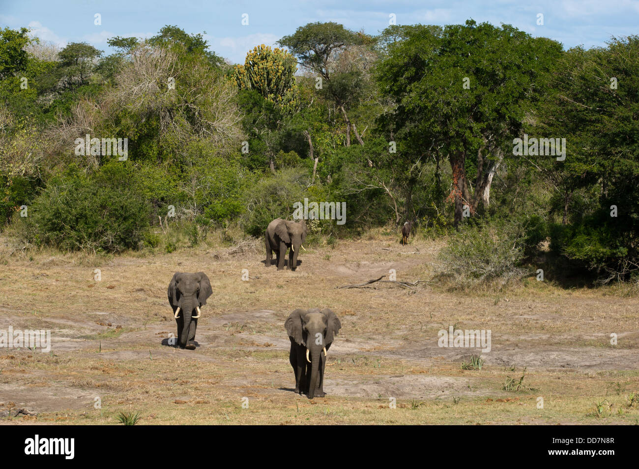 Afrikanische Elefanten (Loxodonta Africana Africana), Tembe Elephant Park, Südafrika Stockfoto