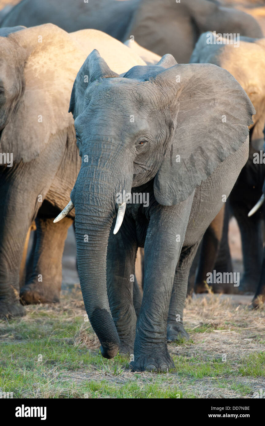 Junge afrikanische Elefant (Loxodonta Africana Africana), Tembe Elephant Park, Südafrika Stockfoto