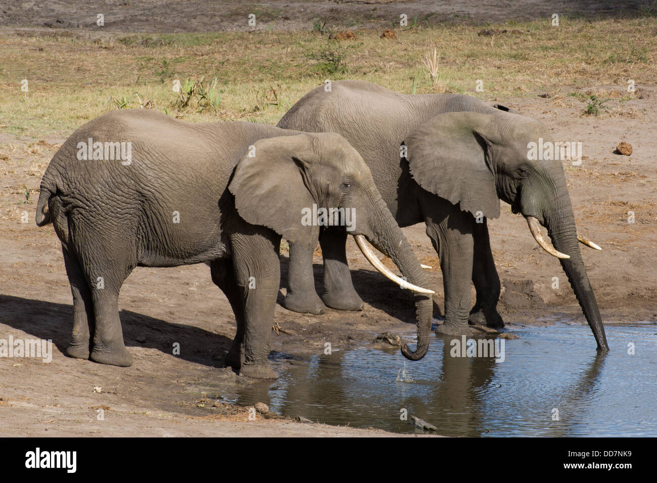 Afrikanische Elefanten an einer Wasserstelle (Loxodonta Africana Africana), trinken Tembe Elephant Park, Südafrika Stockfoto