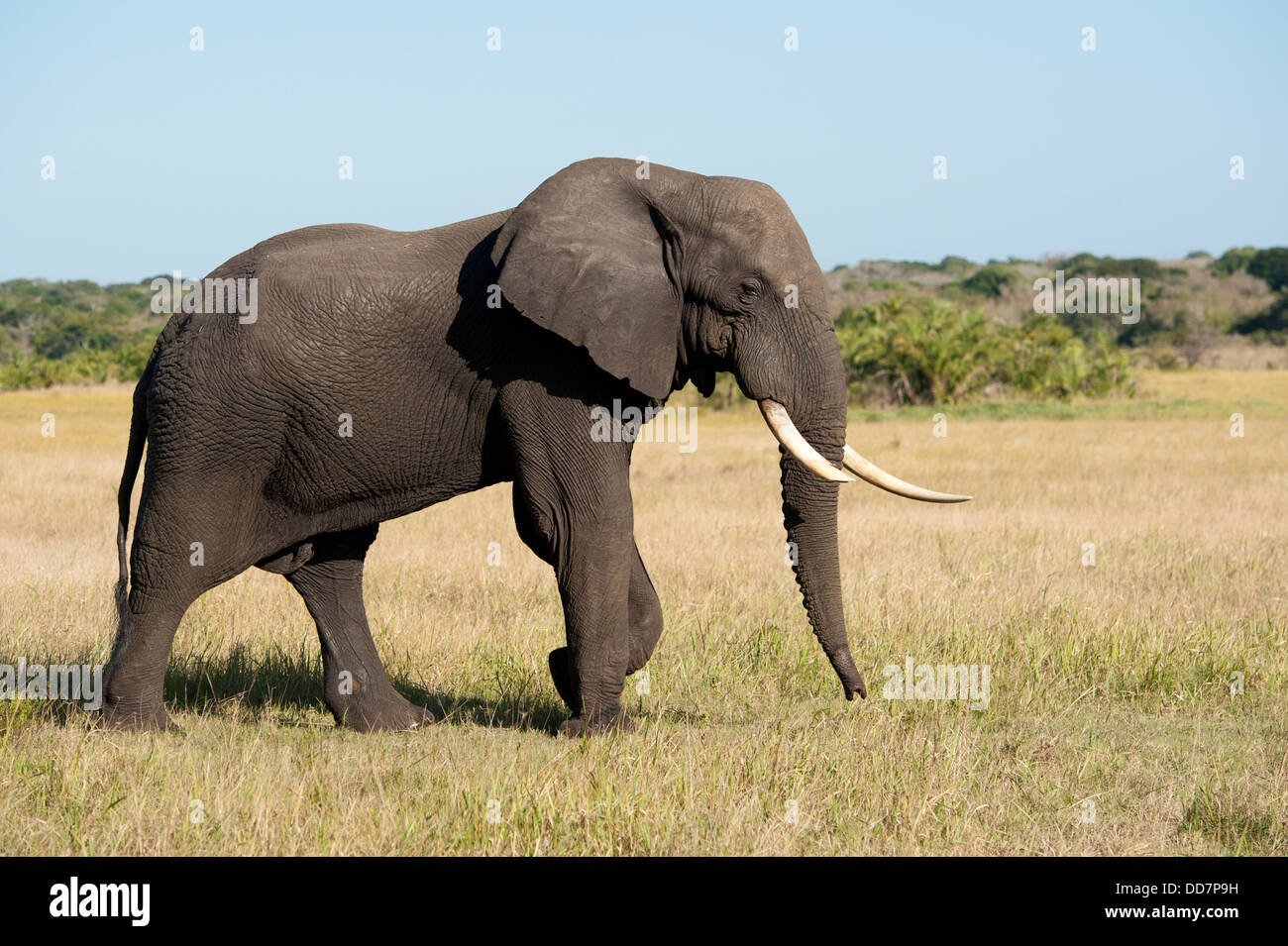 Afrikanischen Elefantenbullen (Loxodonta Africana Africana), Tembe Elephant Park, Südafrika Stockfoto