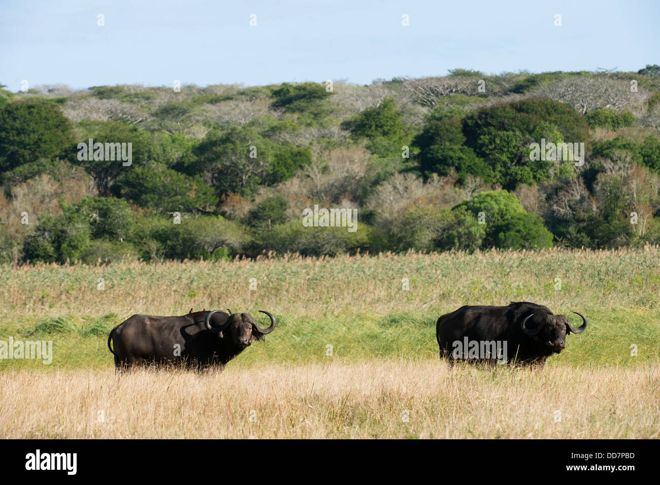 Buffalo Bulls (Syncerus Caffer Caffer), Tembe Elephant Park, Südafrika Stockfoto